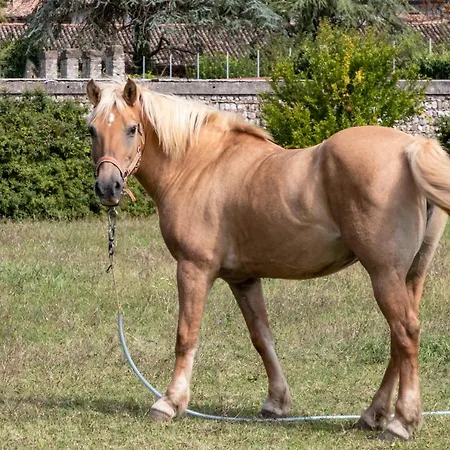 Casa Ariis Farm stay Clauiano